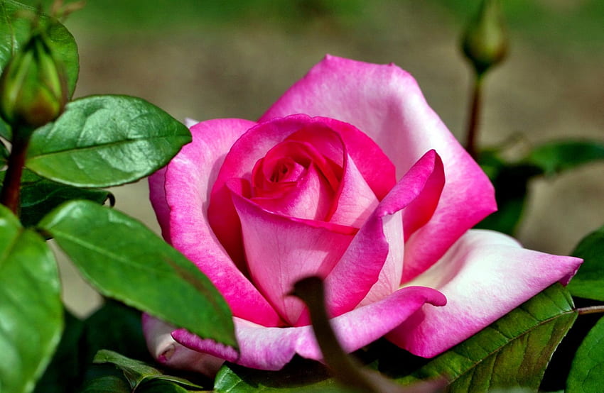 Прекрасна розова роза, пъпки, градина, красиво, хубаво, лято, роза, розово, листа, нежна, красива, листенца, единична, природа, цветя, прекрасно HD тапет