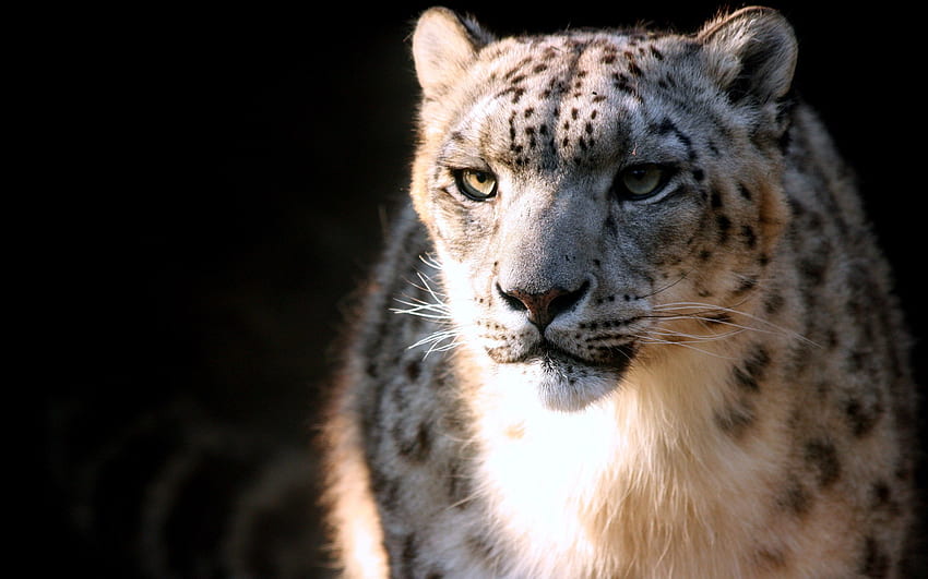 Animales, leopardo de las nieves, hocico, depredador, gato grande fondo de pantalla