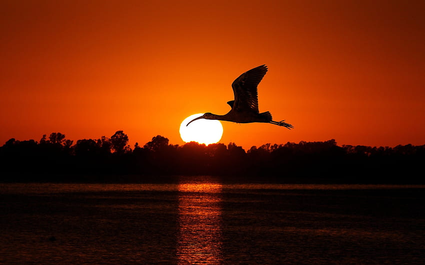 Returning to Home before the night, Bird, sky, cloud, sunset HD wallpaper