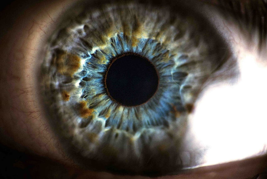 Eye , Eye, Grey, , Pupil HD wallpaper