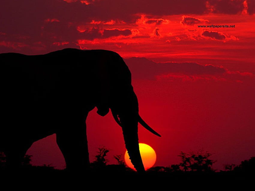 Simply Beautiful <3. Elephants , Elephant , Elephant, Elephant Sunset HD wallpaper