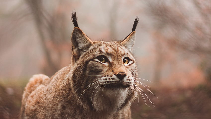 Lynx, Predator, Large Cat, Sits - Lynx iPhone -, Eurasian Lynx HD wallpaper