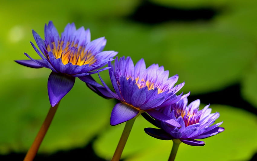 Цвете: Flori Purple Flower Green Lotus 3D 16:9 HD тапет