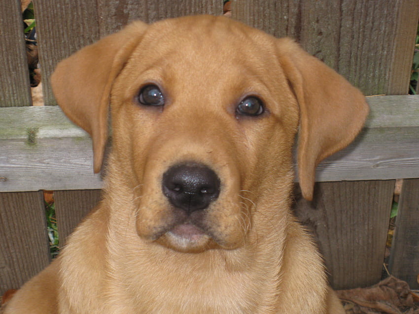 Lab Puppy...11 Weeks Old, puppy, red fox color, male, lab HD wallpaper