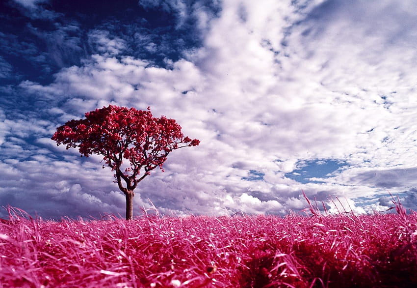 Schöne Landschaft, Landschaft, Farben, friedlich, schön, Gras, Fantasielandschaft, Frühling, Schönheit, Baum, Rosa, Wolken, Natur, Himmel, Pracht, Blüte HD-Hintergrundbild
