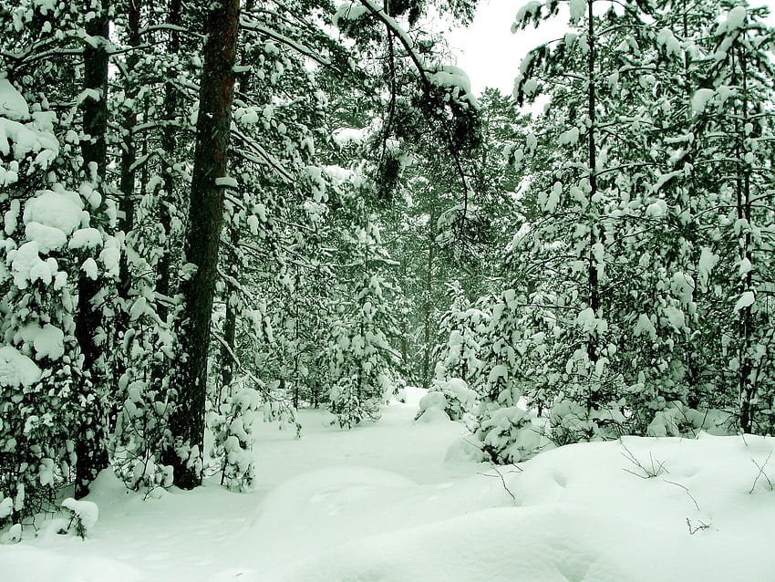 ฤดูหนาว ธรรมชาติ ต้นไม้ ป่าไม้ สี สี เซนต์ปีเตอร์สเบิร์ก เซนต์ปีเตอร์สเบิร์ก Sestroretsk วอลล์เปเปอร์ HD