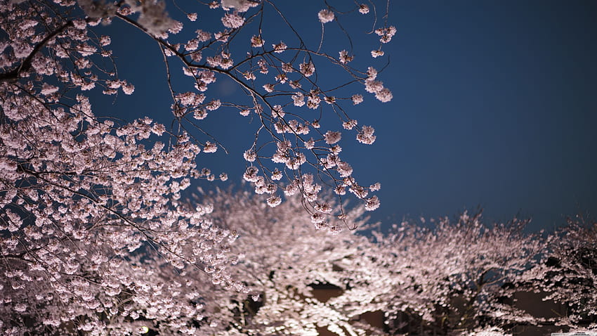 Cherry Blossoms Night ❤ para Ultra TV, Cherry Blossom Tree at Night papel de parede HD