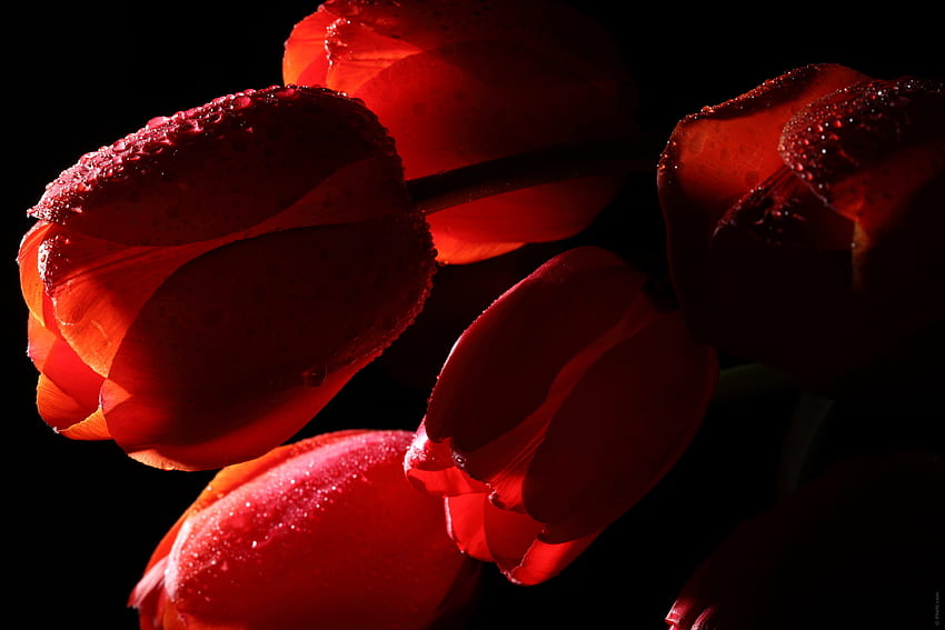 Fiori, tulipani, gocce, scuro, ombra Sfondo HD
