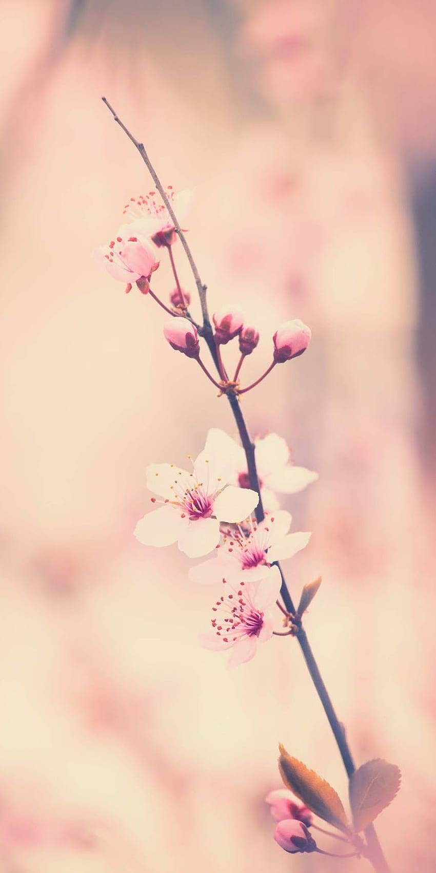 vintage cherry blossom HD phone wallpaper