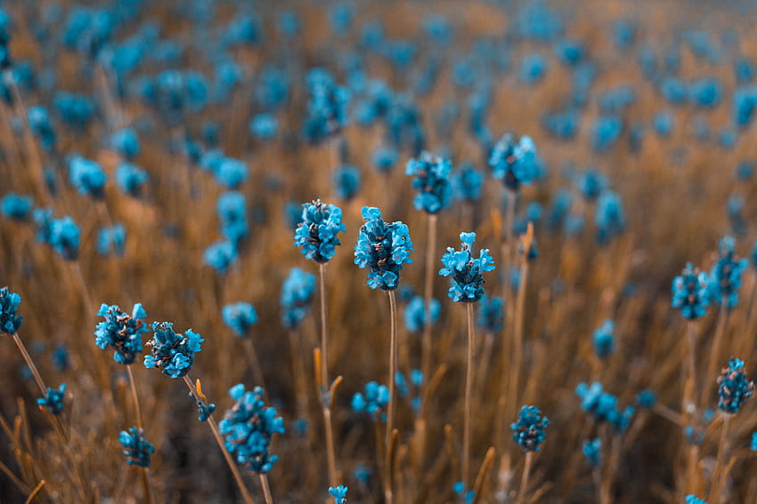 Flowers, Blur, Smooth, Field HD wallpaper