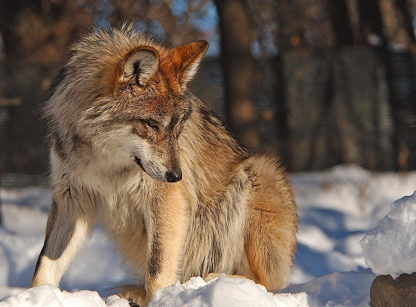 Tiere, Winter, Schnee, Wolf, Sehen, Meinung HD-Hintergrundbild