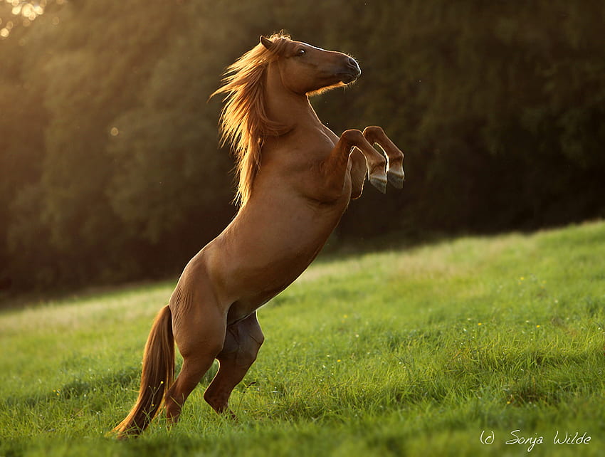 Happy horse :D, horses, horse, i love horses HD wallpaper