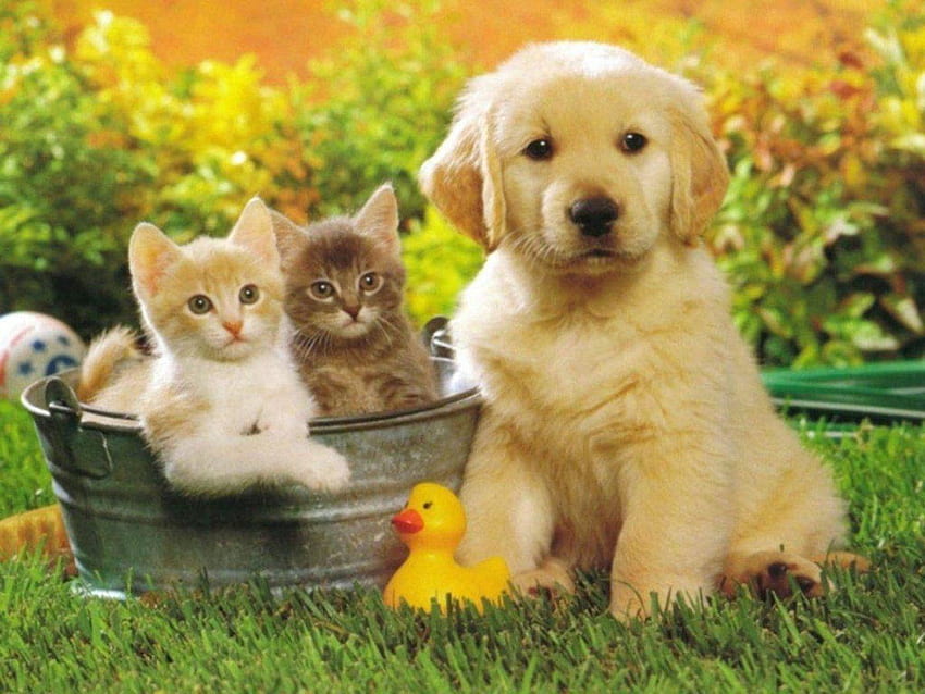 Cute Summer Golden Retriever Puppy, Baby Golden Retriever HD wallpaper