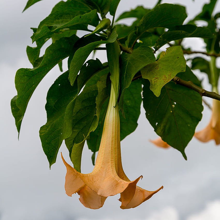 Cómo cultivar Brugmansia (trompeta de ángel) en interiores o exteriores - Dengarden - Casa y jardín fondo de pantalla del teléfono