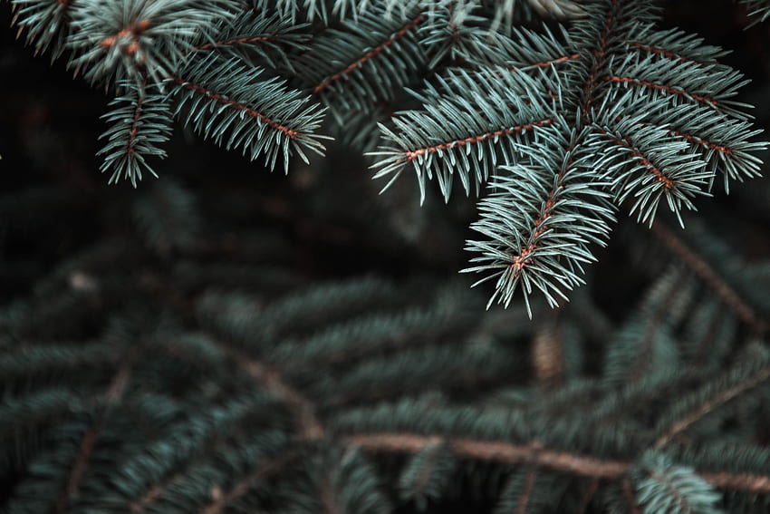 Needle, Pine, Macro, Blur, Smooth, Branch, Christmas Tree, Thorns, Prickles HD wallpaper