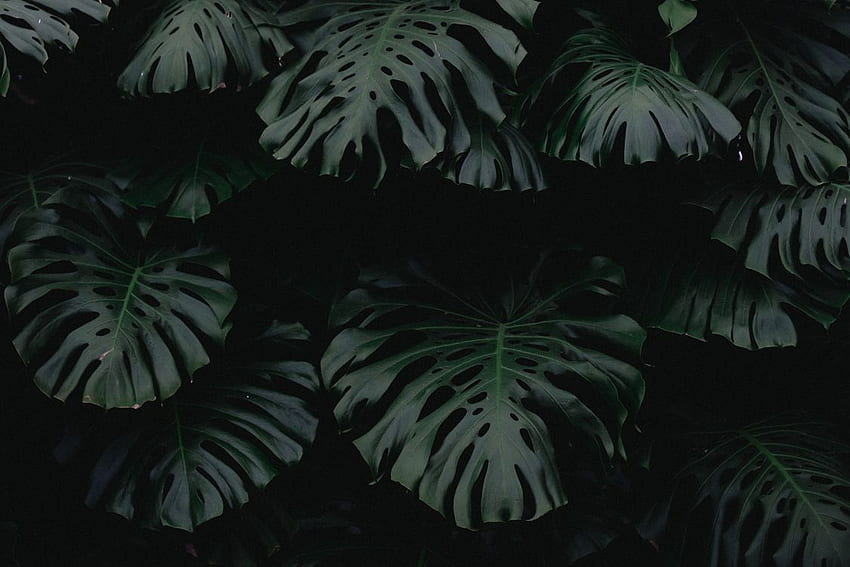 緑の葉の闇光、植物 高画質の壁紙