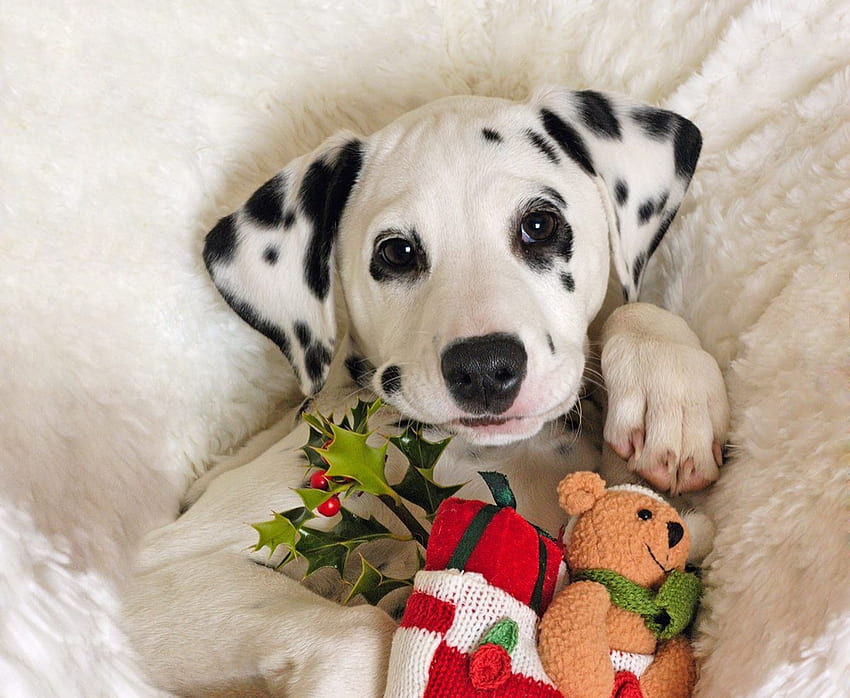 Christmas puppy, dog, sweet, animal, toy, white, craciun, cute, dalmatian, puppy, teddy, christmas, red, paw, caine HD wallpaper