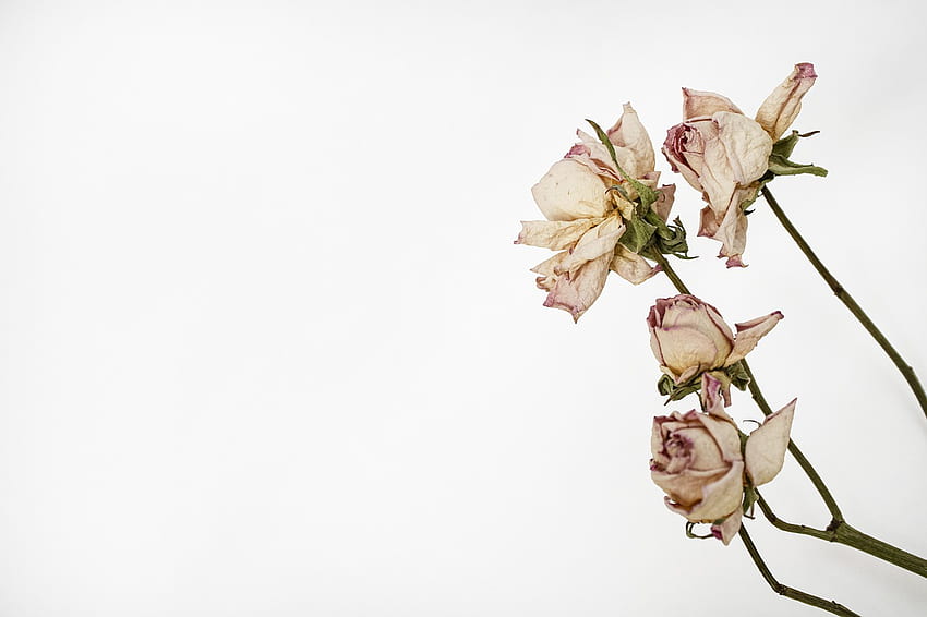 Rosen Herbarium Trockenblumen, Trockenblumen HD-Hintergrundbild