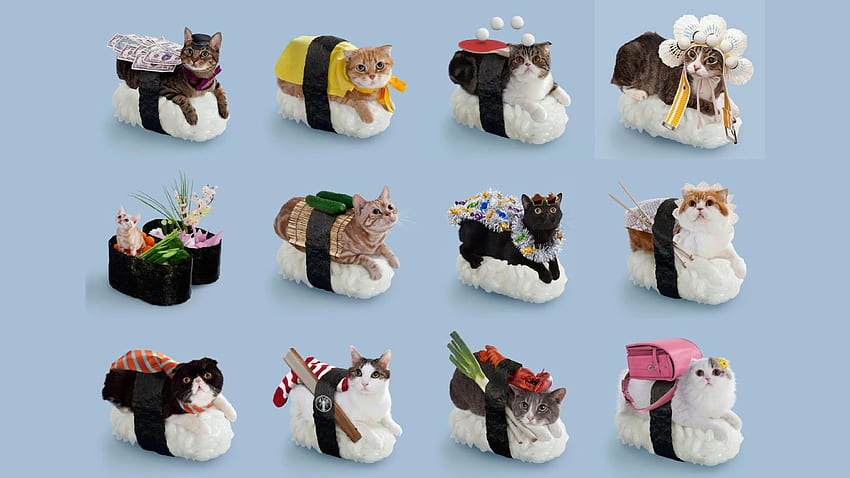 Nekozushi. an absurd combination of cats and sushi. Spoon & Tamago HD wallpaper