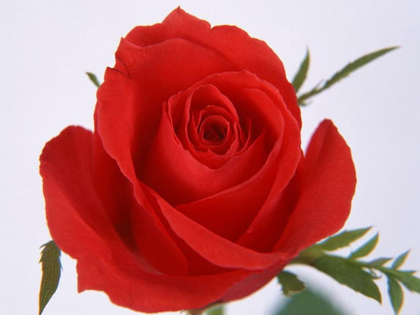 Rose rouge, rose, pétale, rouge, fleur Fond d'écran HD