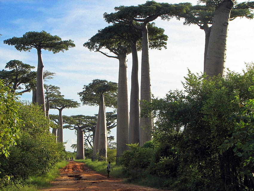 Avenue of the Baobabs, Madagascar Landscape HD wallpaper