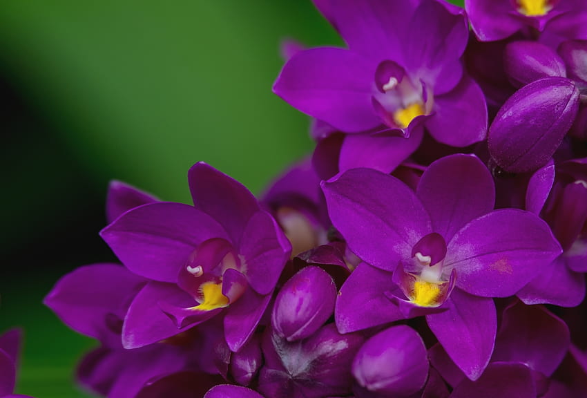Orchids, purple, orchid, green, flower HD wallpaper