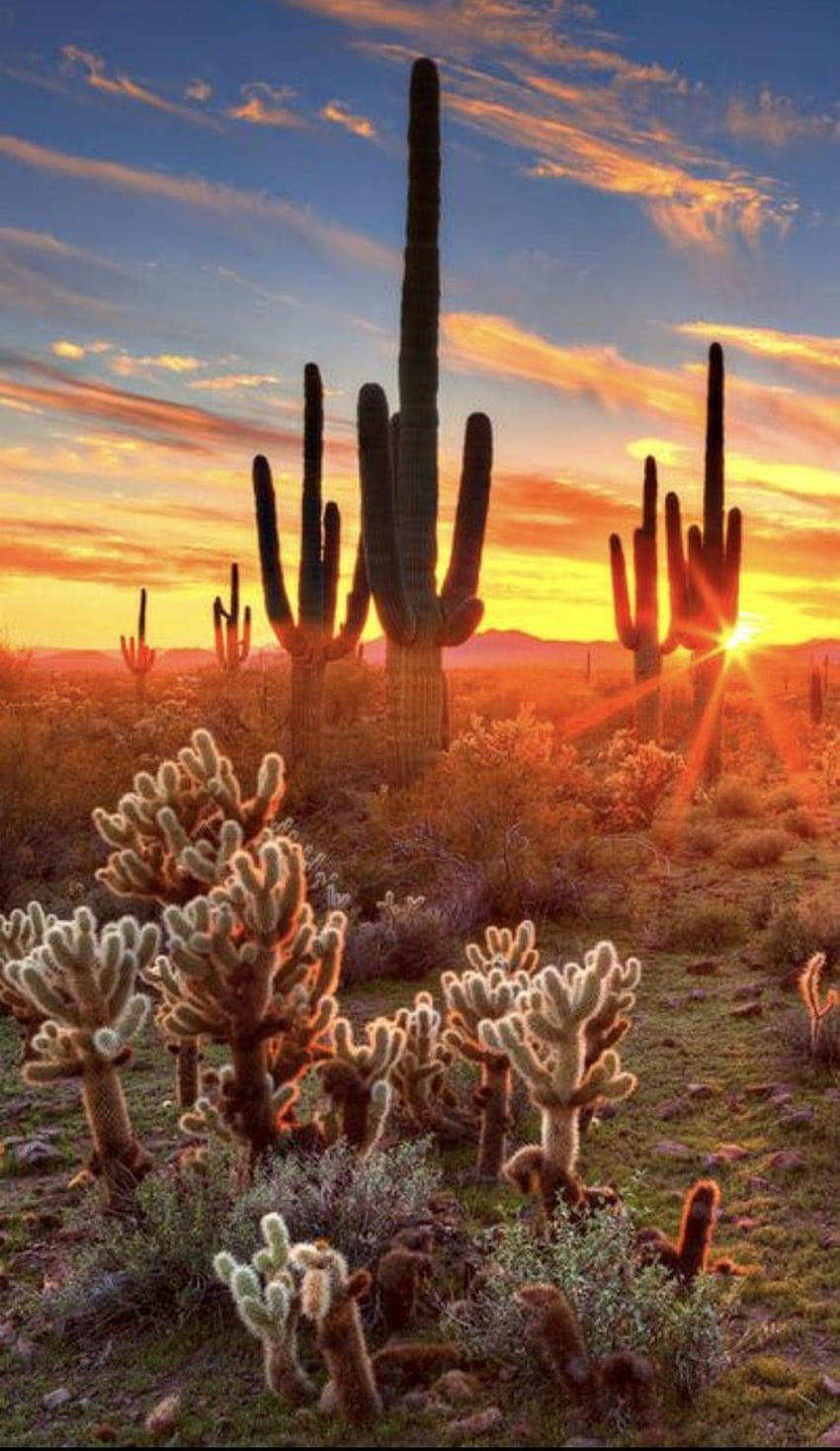 desert sunset saguaro cacti, cactus. Sunrise Sunset HD phone wallpaper