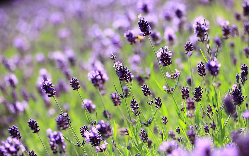 Lavender, bidang, bunga, alam, bunga, lilac Wallpaper HD
