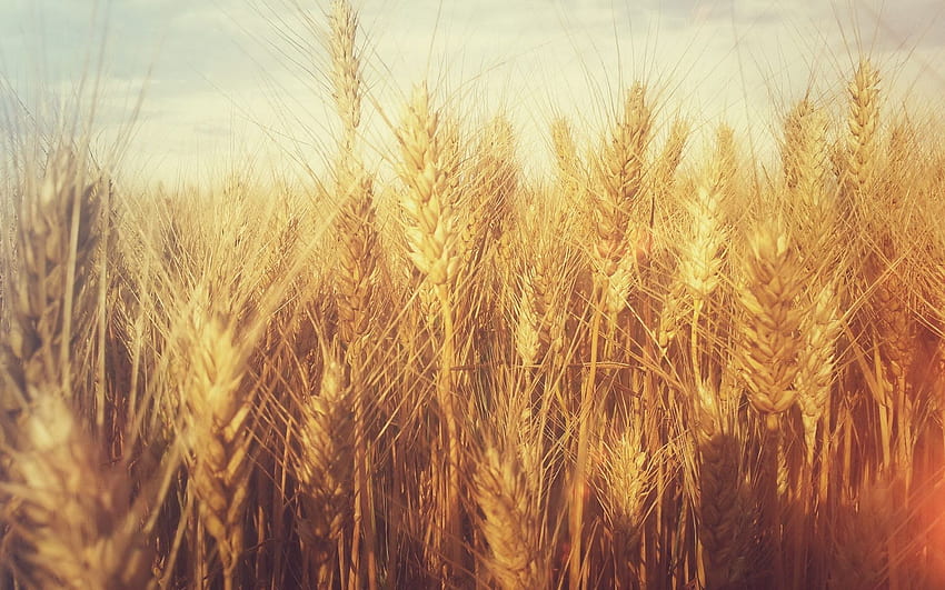 Wheat Grain . Grain Bin , Grain Harvest and Wood Grain Background HD wallpaper