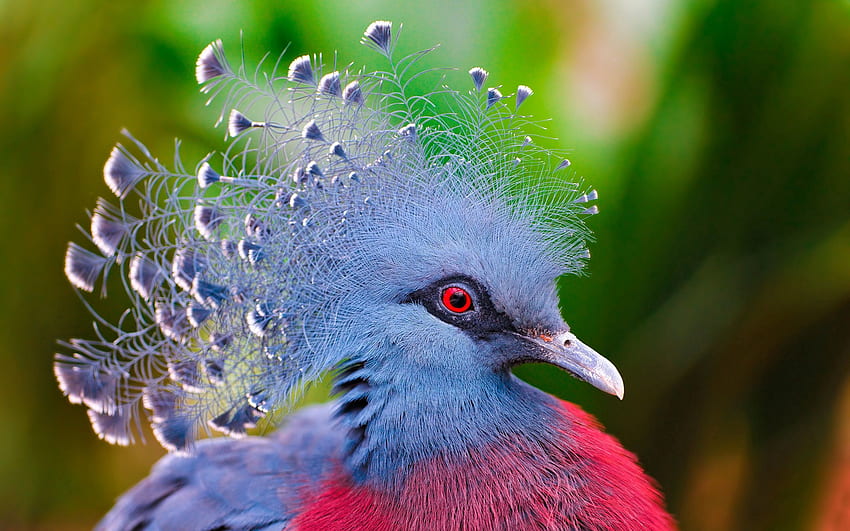 Animals, Feather, Bird, Crowned Pigeon, Crown Pigeon HD wallpaper