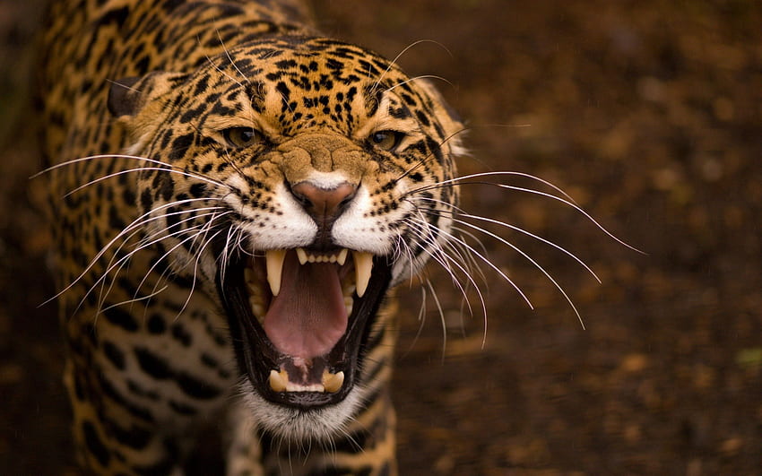 動物、ジャガー、攻撃性、にやにや笑い、銃口、捕食者、怒り 高画質の壁紙