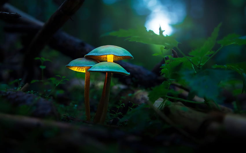 Mushroom Plants Glowing Resolution HD wallpaper