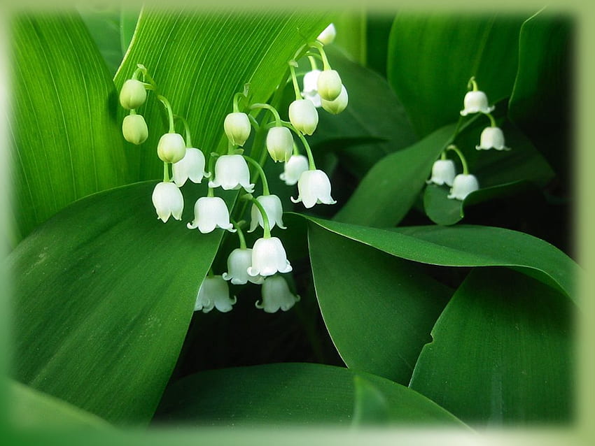 Bell flower, bell, white, flower, green, leaf HD wallpaper