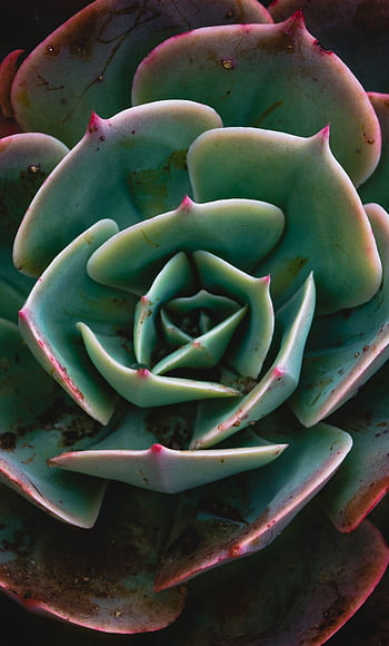 Echeveria HD wallpapers | Pxfuel