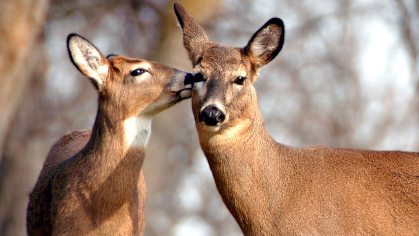 Cute Animal Deer Couple HD   Pxfuel   Desktop   Cute Animal Deer Couple 