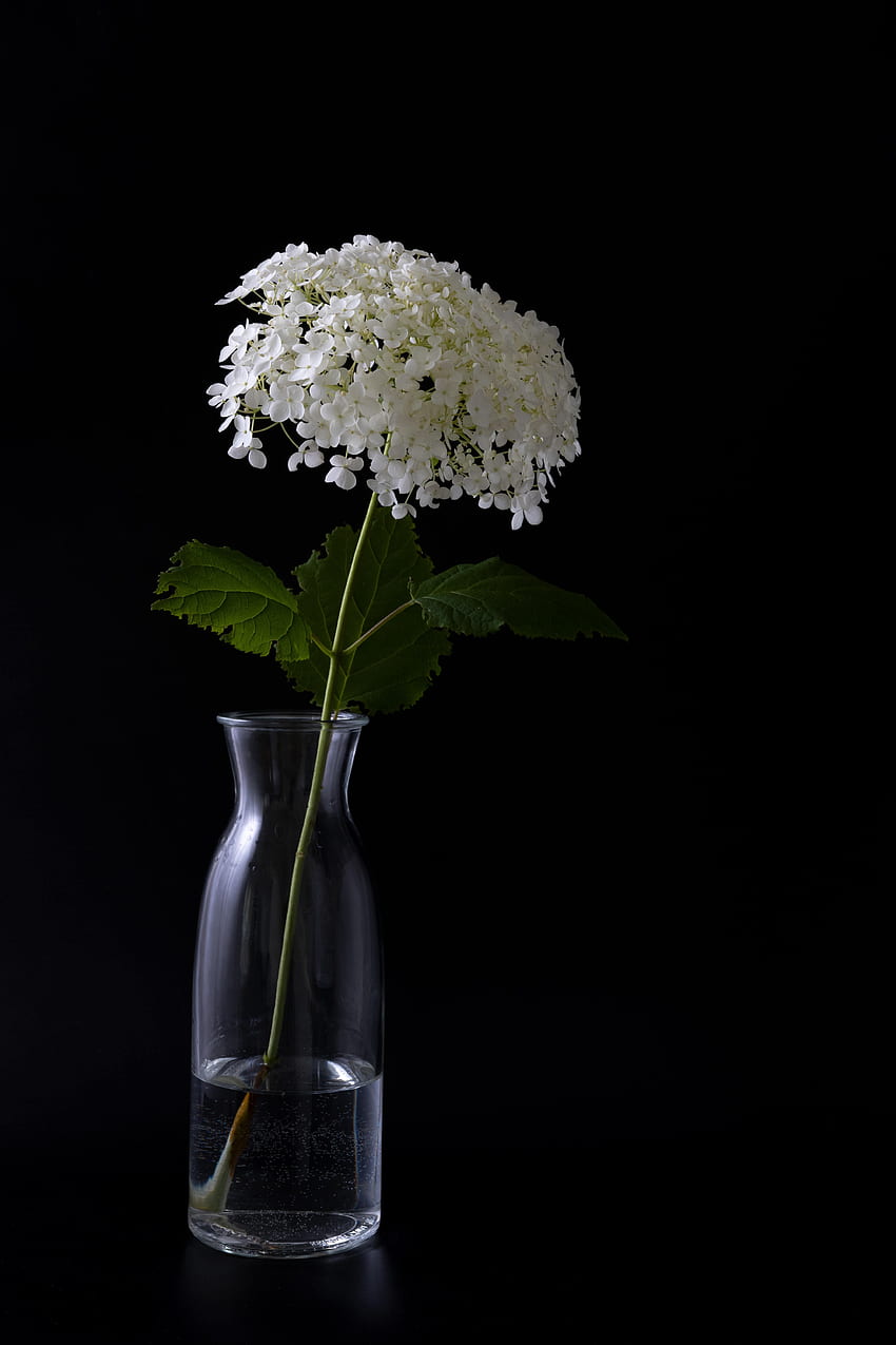 Flowers, Vase, Hydrangea HD phone wallpaper
