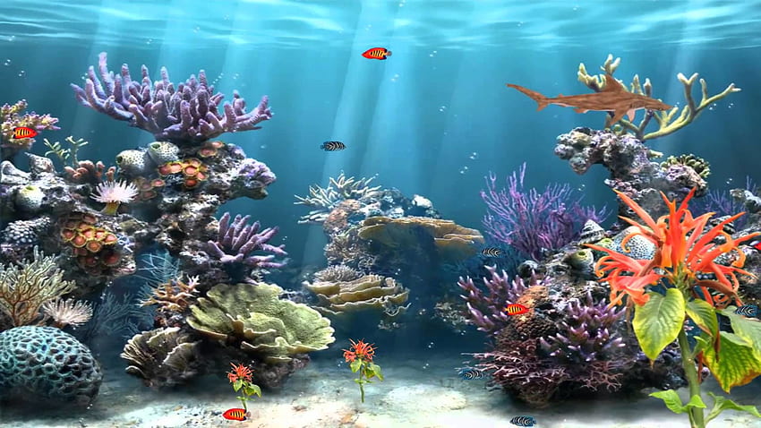 Coral Reef Aquarium Animated. Source HD wallpaper