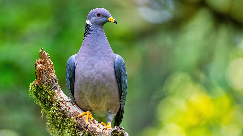 Pigeon, Grey, Blue, Short, Beak, Algae, Tree, Branch, Green, Blur, Bokeh, Background, Nature, Bird Birds HD wallpaper