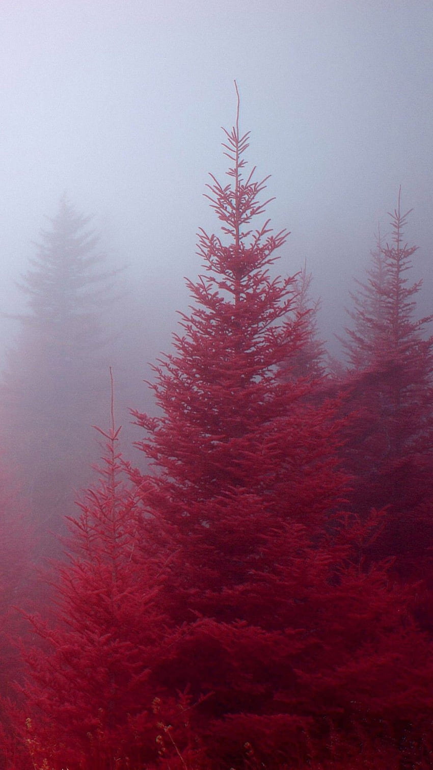 Beautiful Nature iPhone 6, Red Nature HD phone wallpaper | Pxfuel