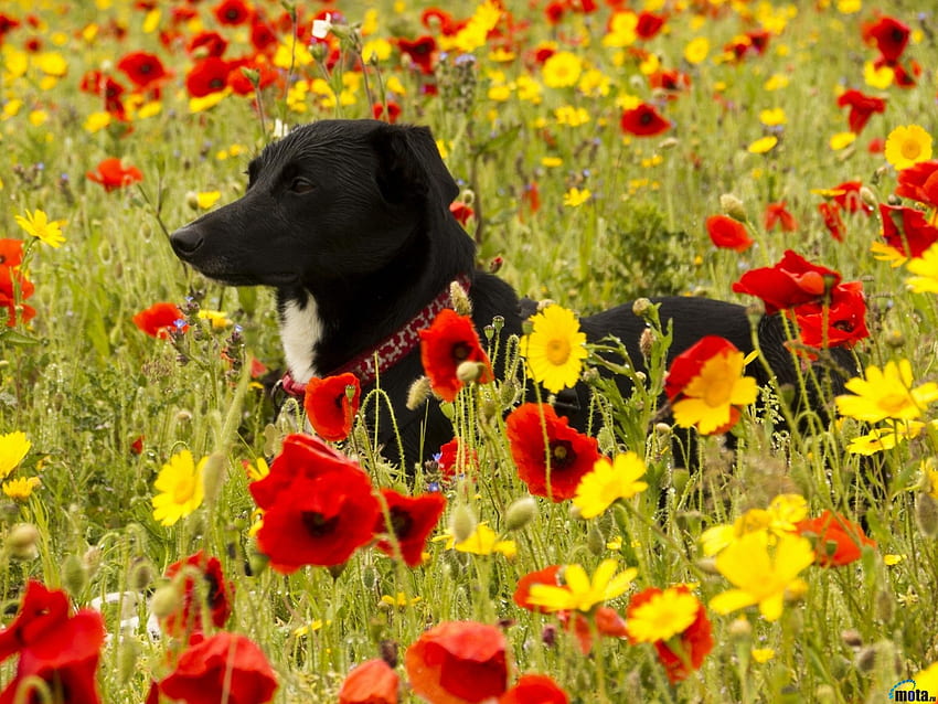 Perro en campo de flores, animal, perro, amapola, campo, flores fondo de pantalla