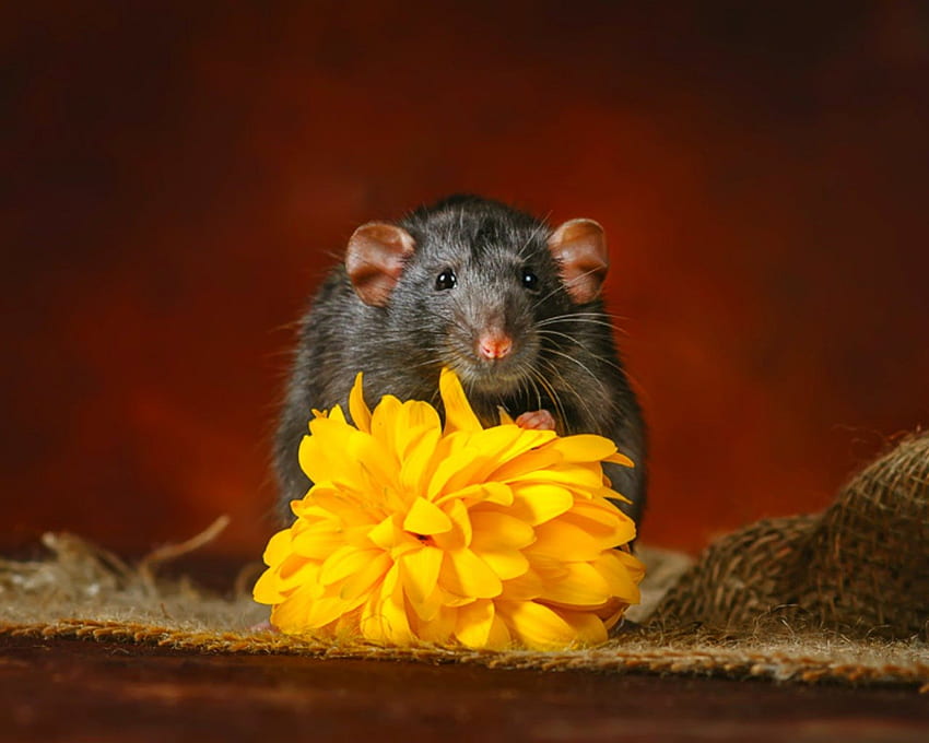 マウス、動物、黄色、花、げっ歯類 高画質の壁紙