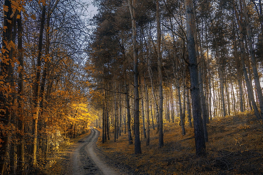 natureza, árvores, grama, outono, floresta, caminho papel de parede HD