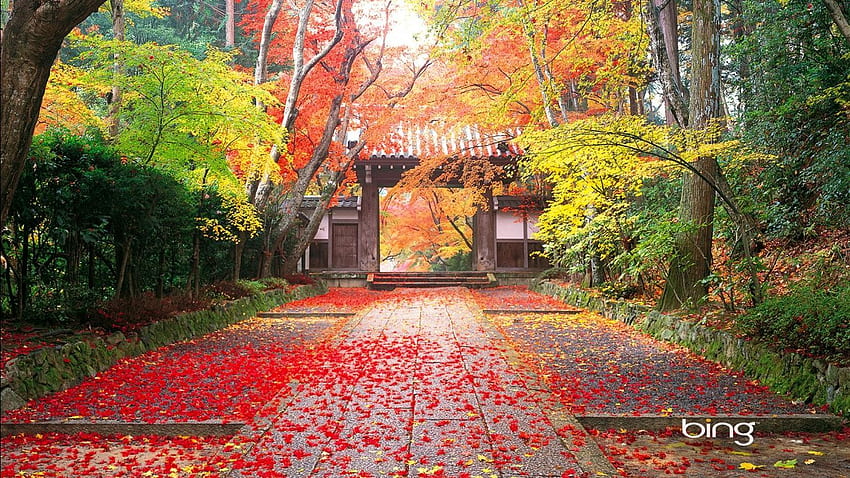 Japonya'da sonbahar. Sonbahar manzarası, Japon manzarası, Manzara HD duvar kağıdı