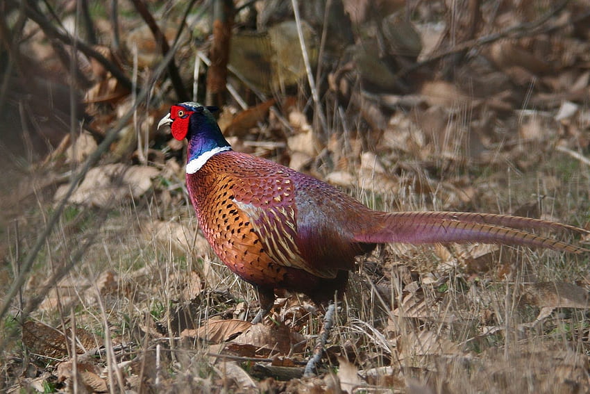 Pheasant Hunting for Gadgets, Upland Hunting HD wallpaper