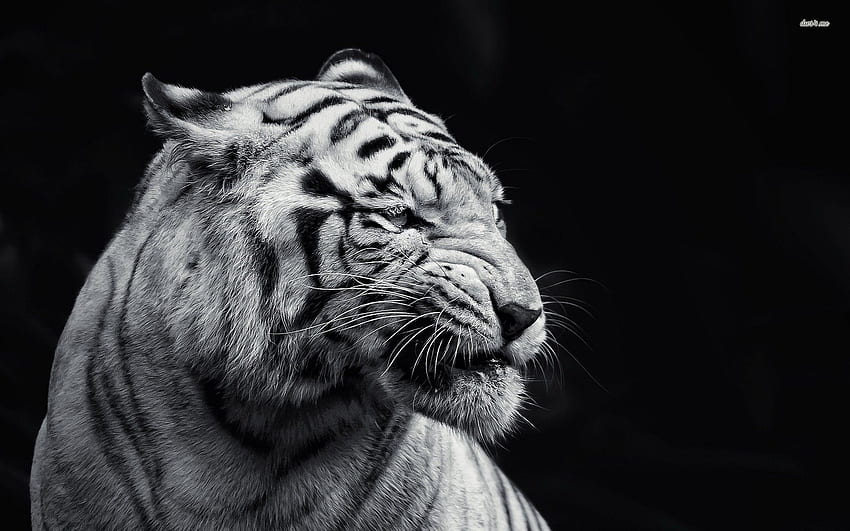 黒と白の虎、白虎アート 高画質の壁紙