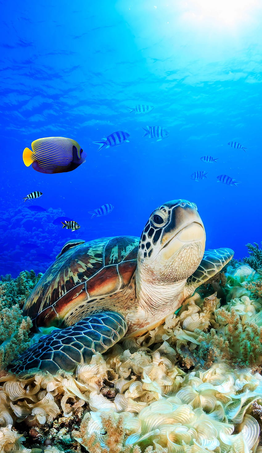 Lecca lecca in estate. Tartaruga, tartarughe, mare, tartaruga marina Honu Sfondo del telefono HD