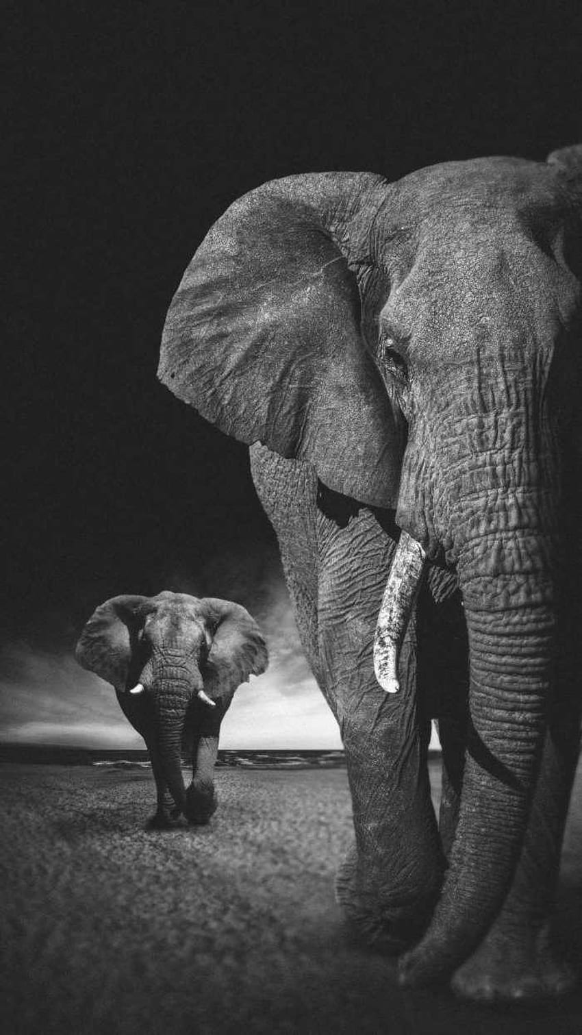 코끼리 , 미적 코끼리 HD 전화 배경 화면