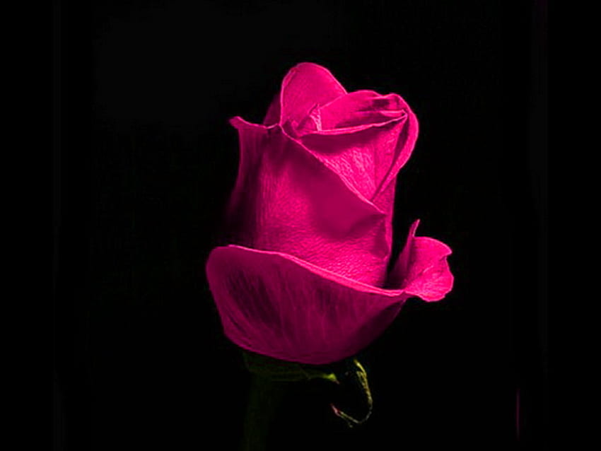 このつぼみ、ピンク、茎、黒背景、花、バラのつぼみ 高画質の壁紙