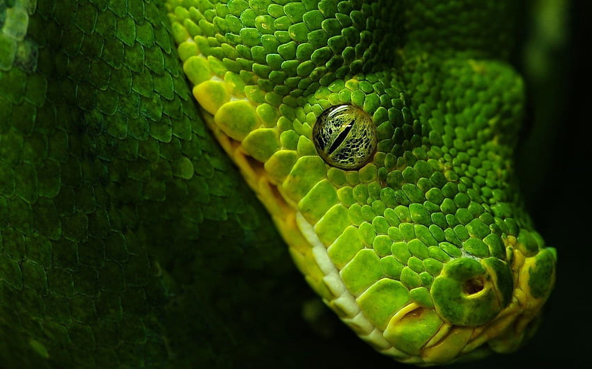 James T on Reptiles, Insects, Amphibians, Arachnids. Snake , Snake, Animals, Green and Black Snake HD wallpaper