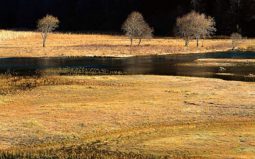 golden field, nature, gold, water, field HD wallpaper